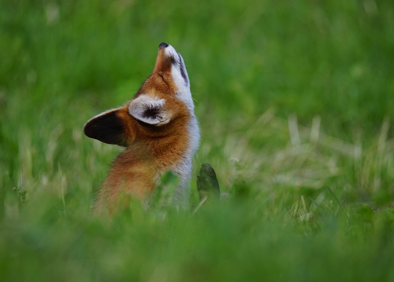 fox-1640070_1280