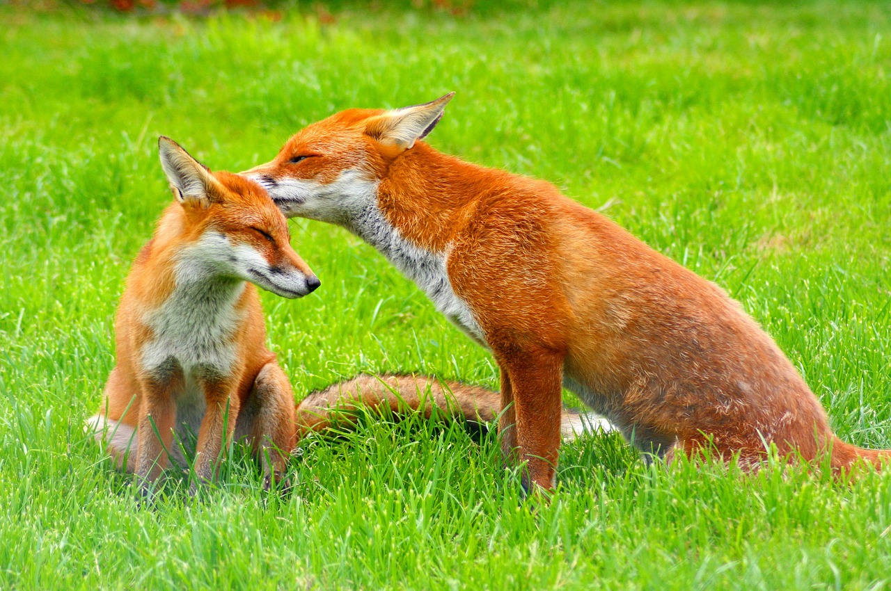 red-foxes-3757773_1280