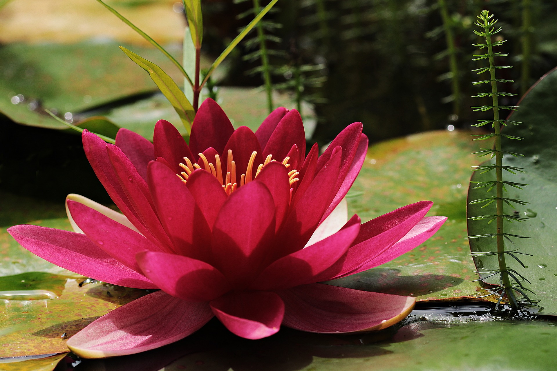 water-lily-3478924_1920